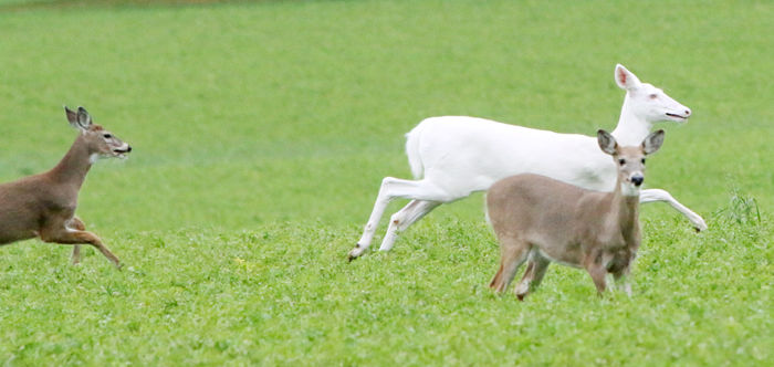 Albino deer
